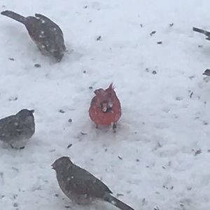 Meet your Posher, Anna